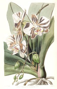 Phalaenopsis aphrodite  subsp. aphrodite (as syn. Phalaenopsis amabilis Lindl. (1838), nom. illeg.)